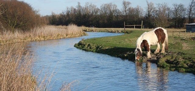 Horse drinking at Quy Water geograph.org .uk 675317