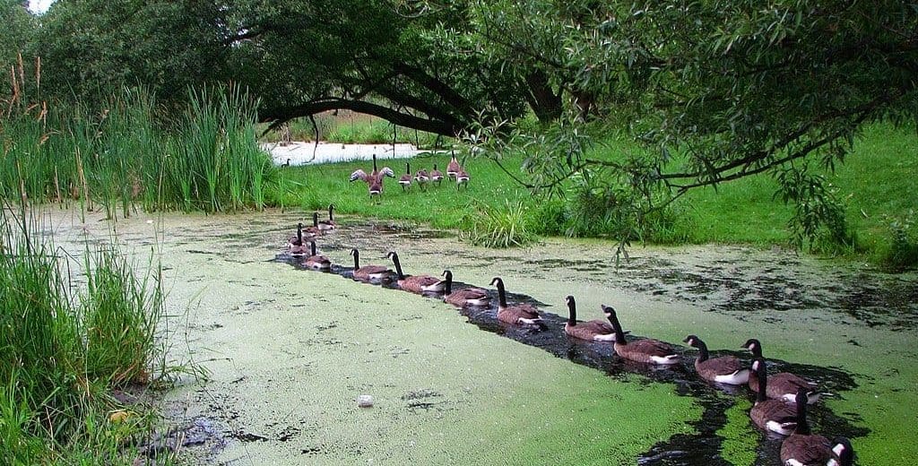 1024px-Follow_the_leader._3761083720 Follow the leader ...