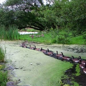 AI transformation skills gap