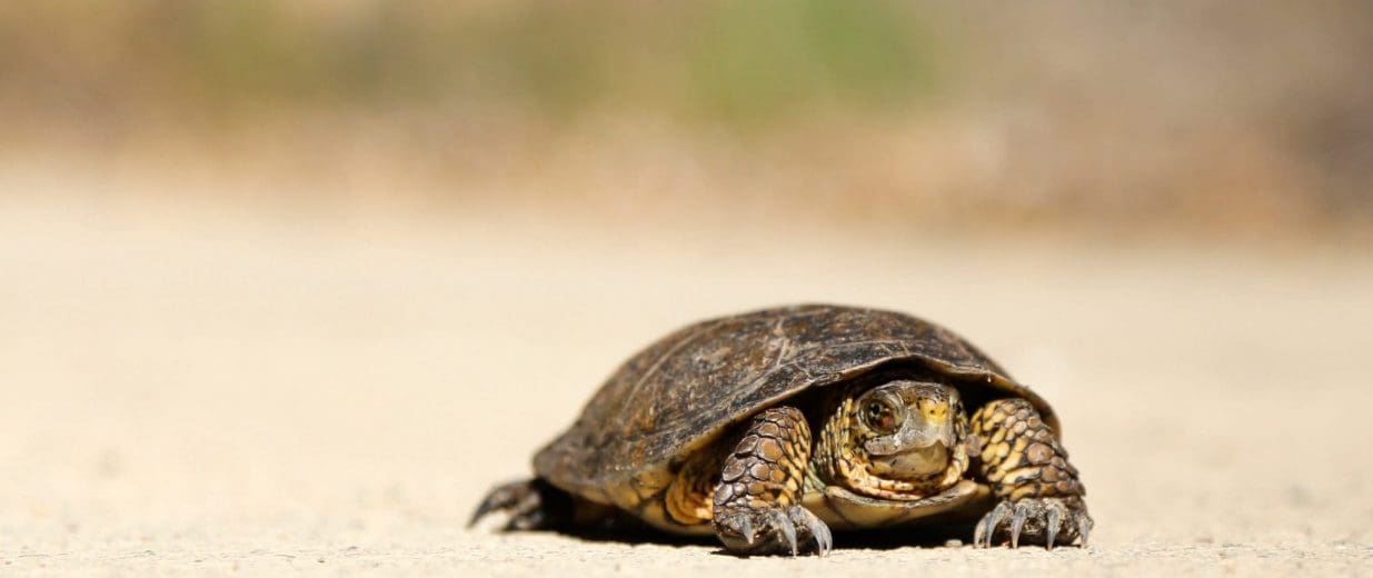 Corporate Innovation - not always the fastest mover